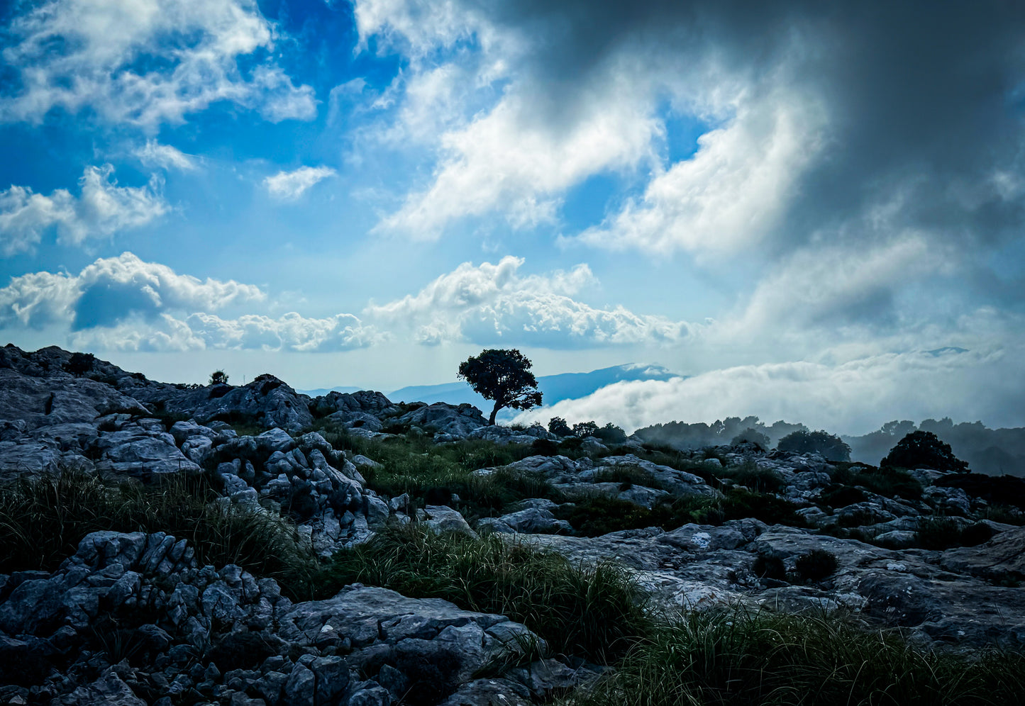 Rock Tree