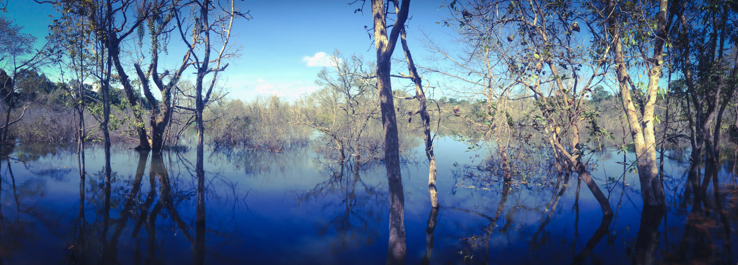 Water Forest